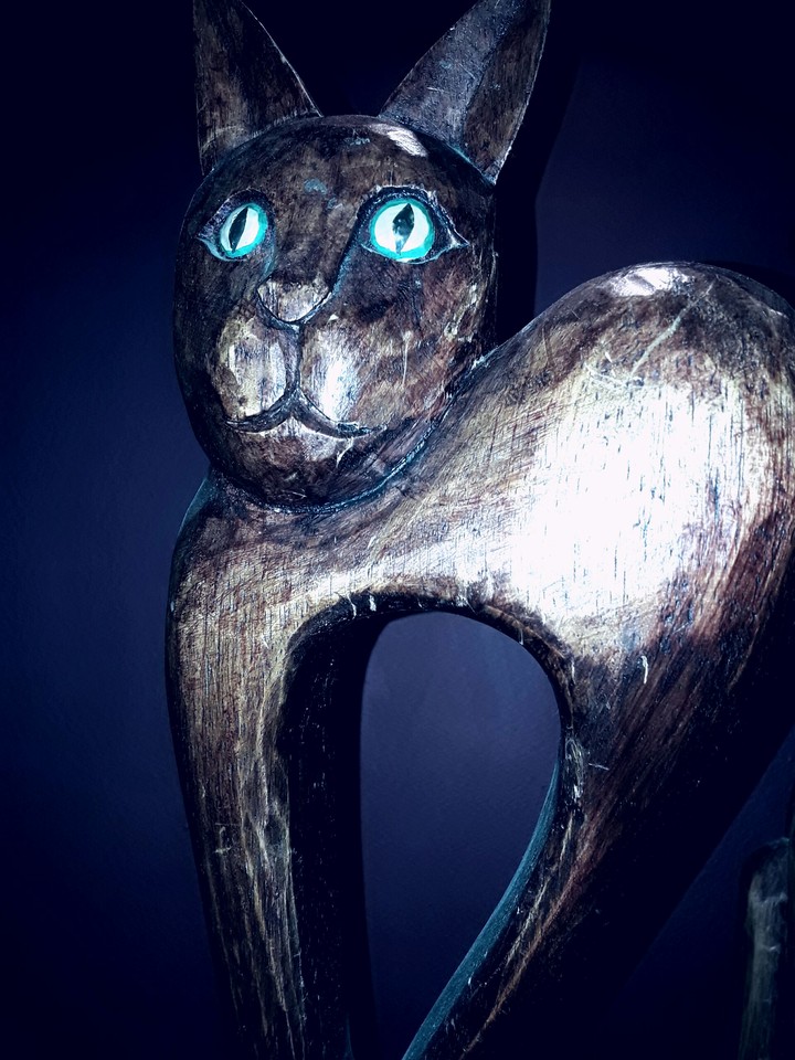 cat