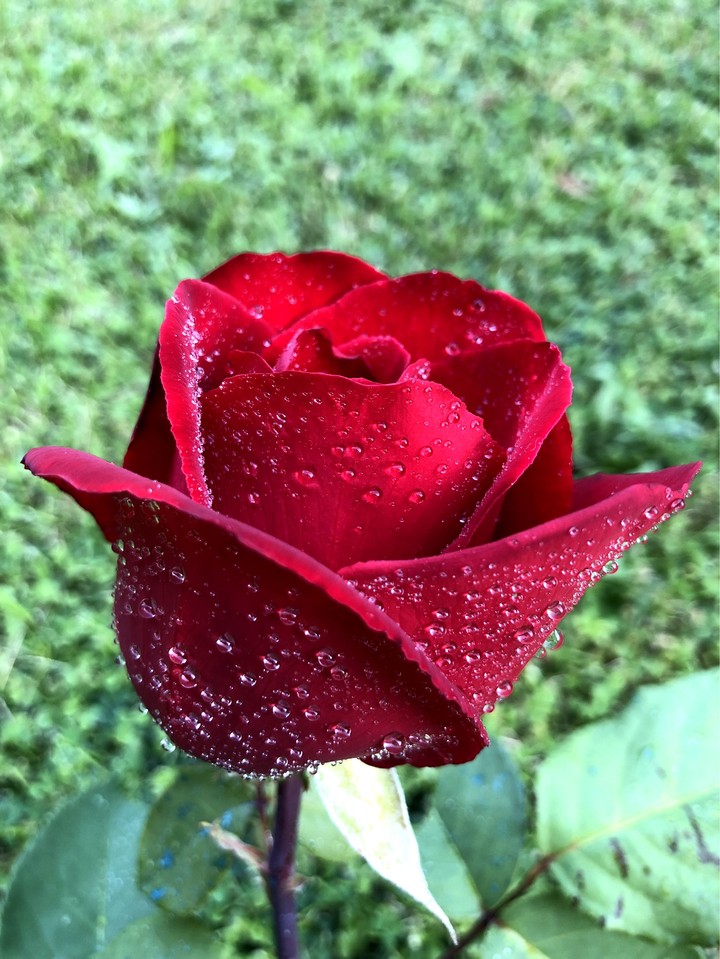 my roses