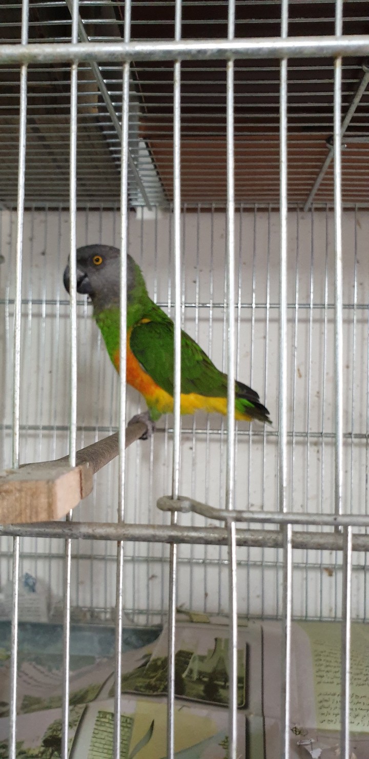 cangale