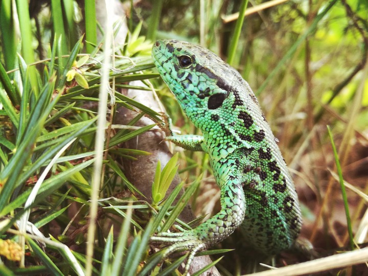 Lizard HDR