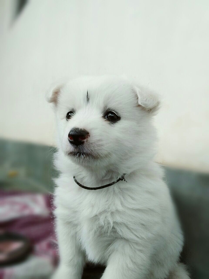 cute dog