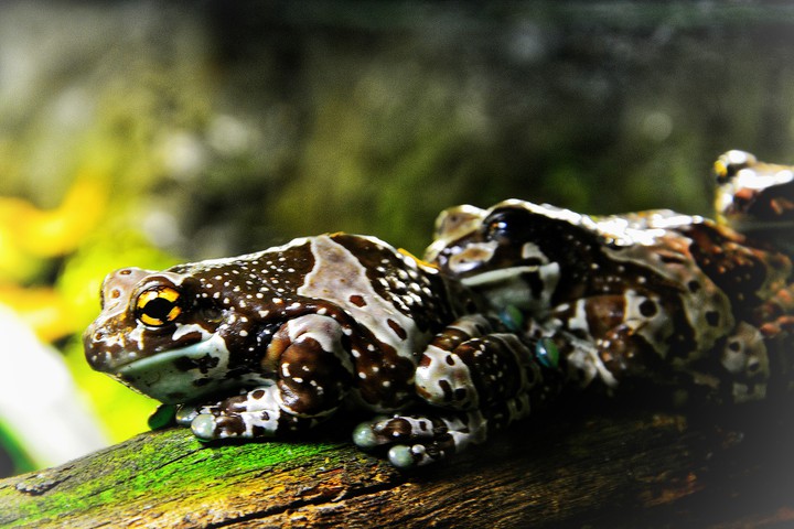frog