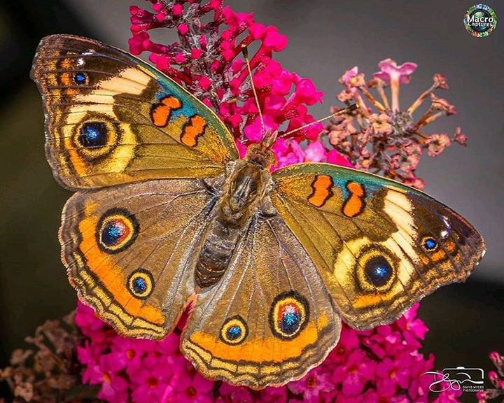 متنوع