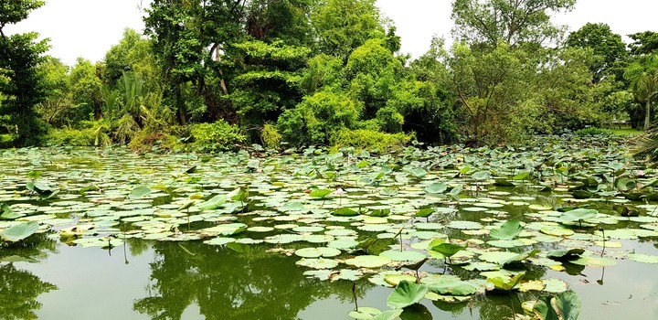 Lotus pond, Bangkok Thailand