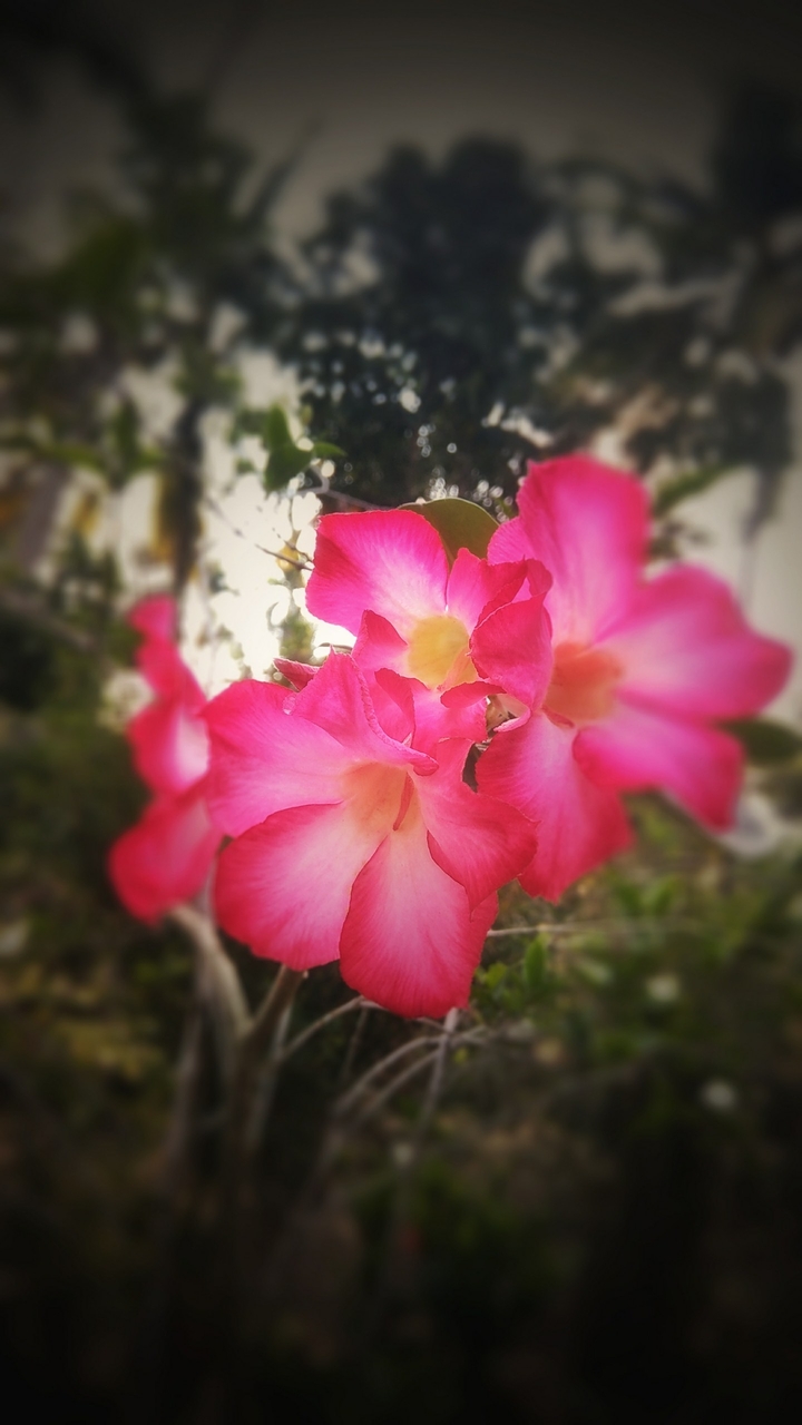 flower