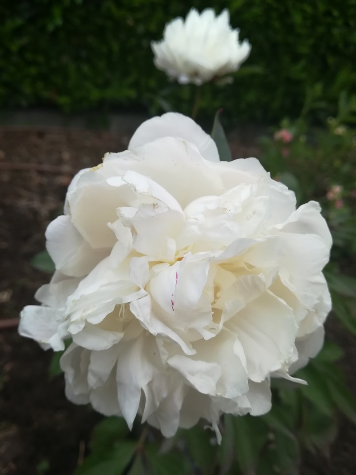 Pivoine
