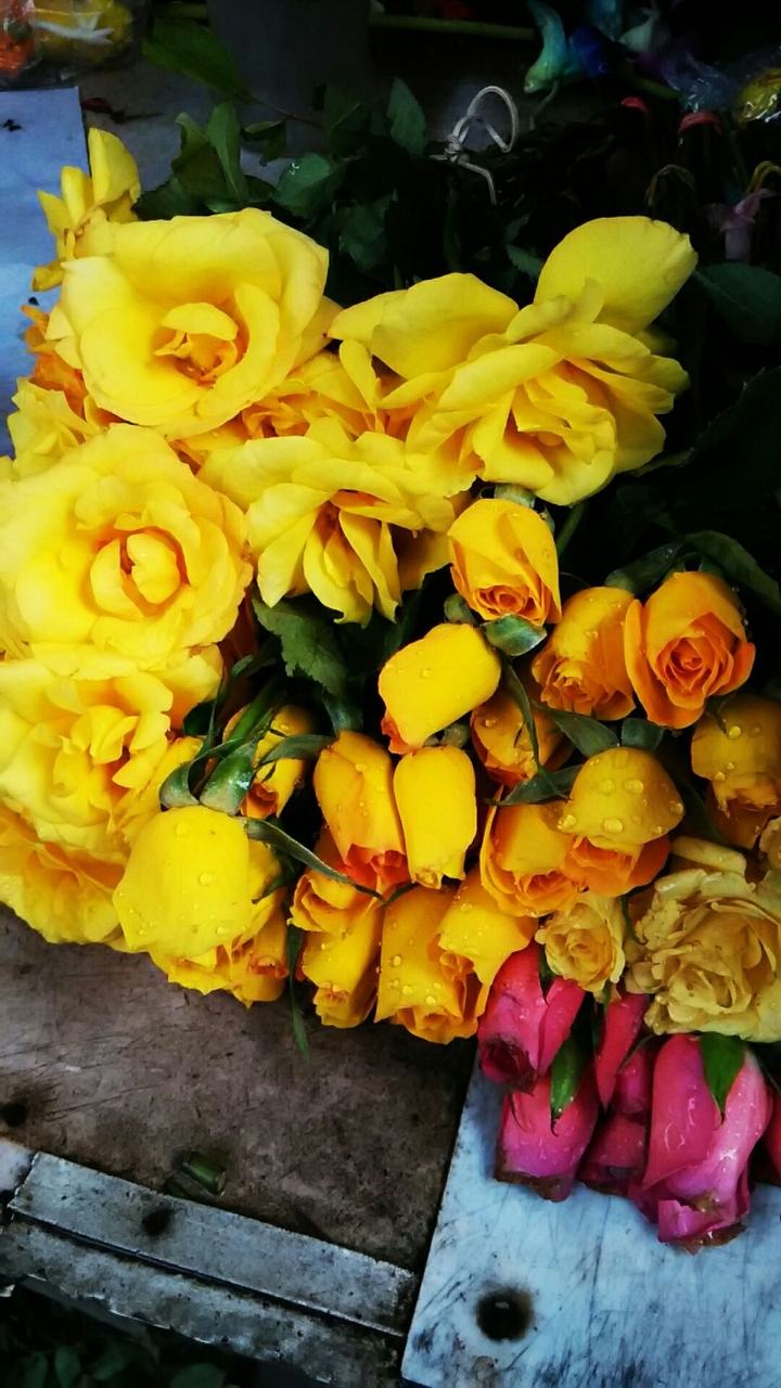 #flowers #rose #colours