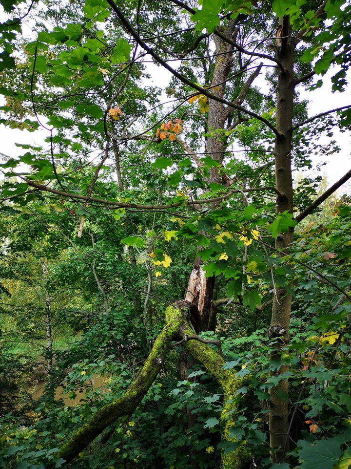 trees