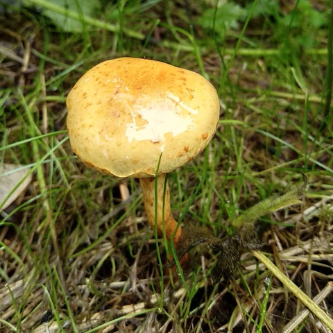 champignon