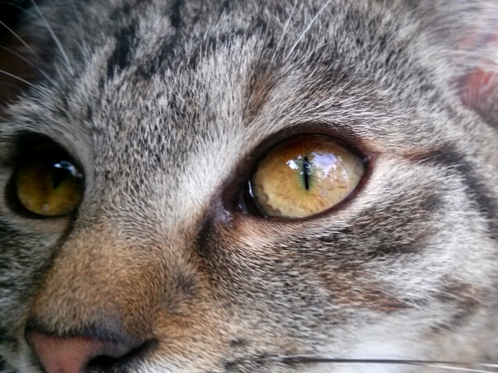 Kitty