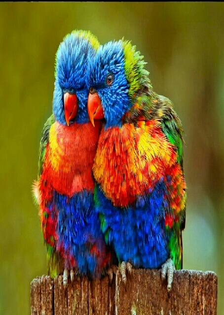 they are so lovely