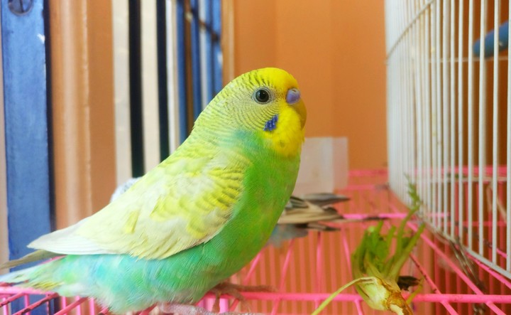 #lovebird #beautifulcolour #cute