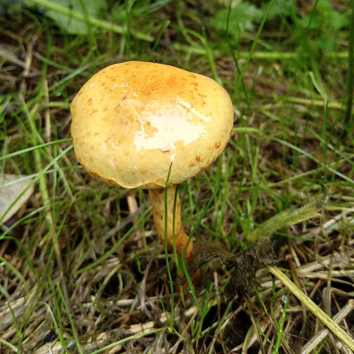 champignon