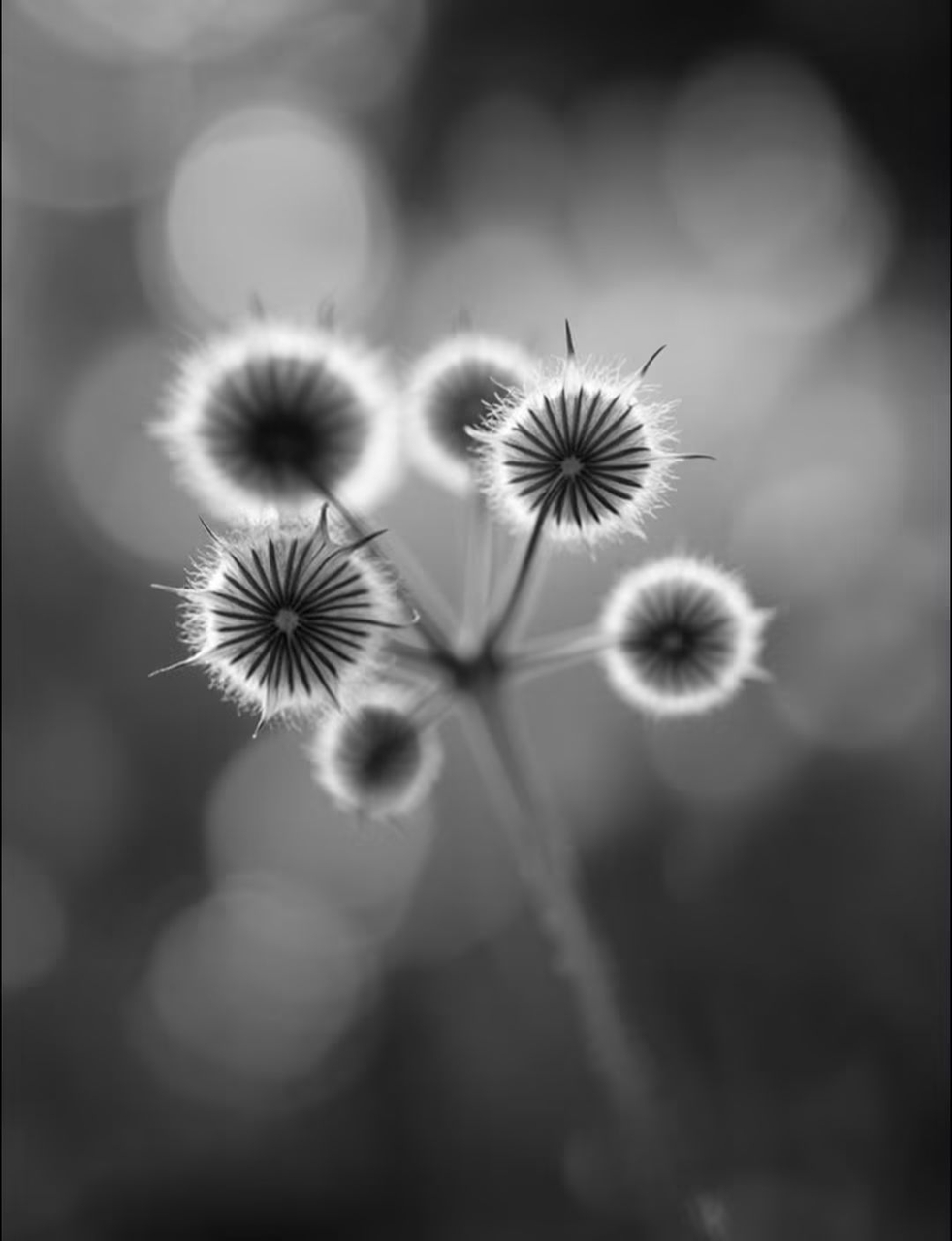 tapety black, monochrome
