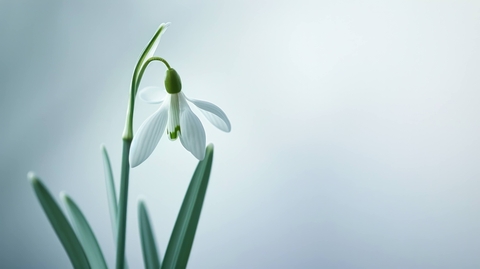 тапети petal, Close-up