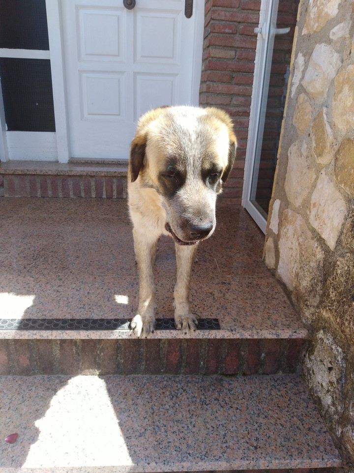 My dog