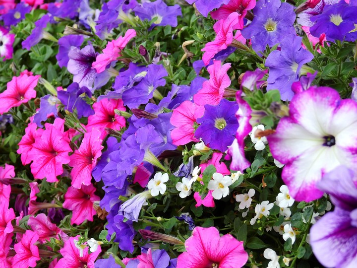 morning glory