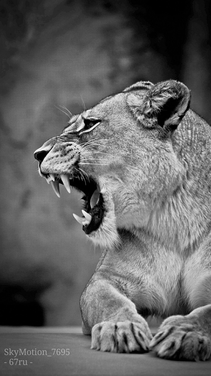 tigress