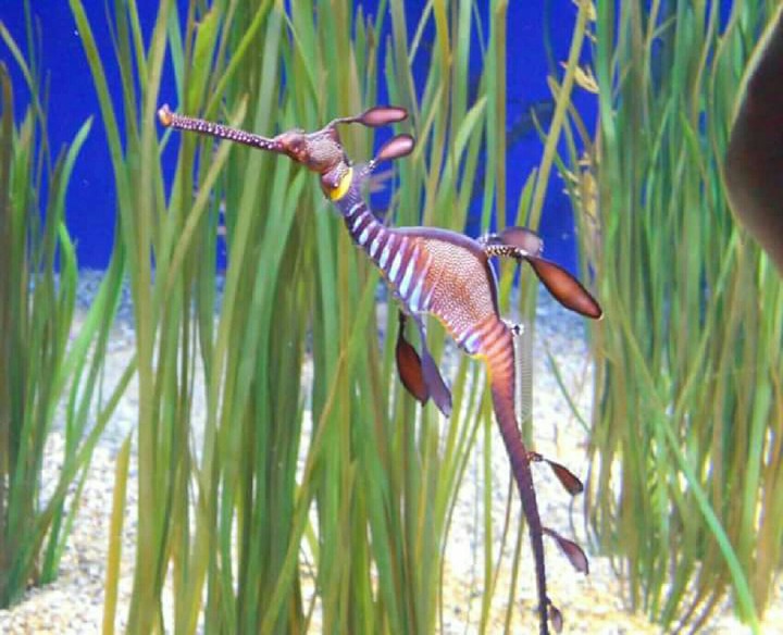 seahorse