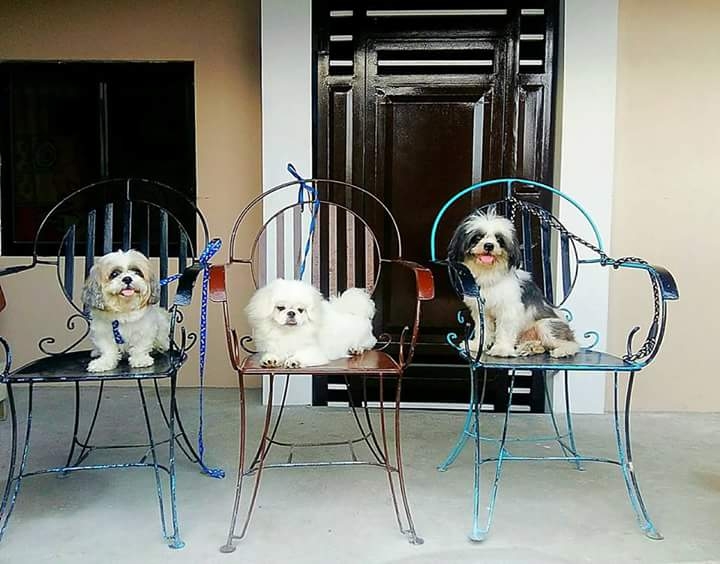 dog lover