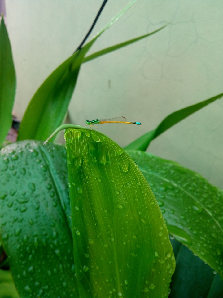 beautiful insect