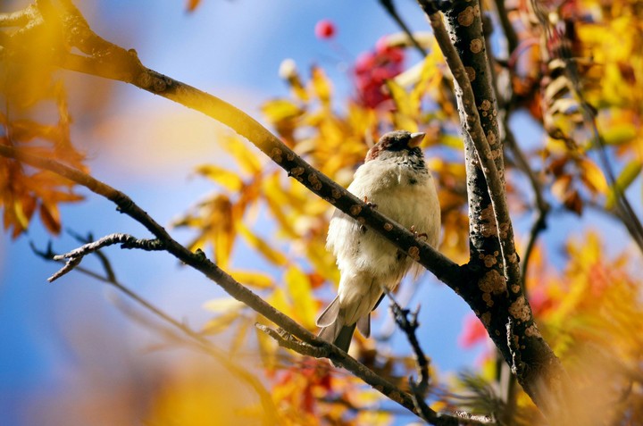 birds