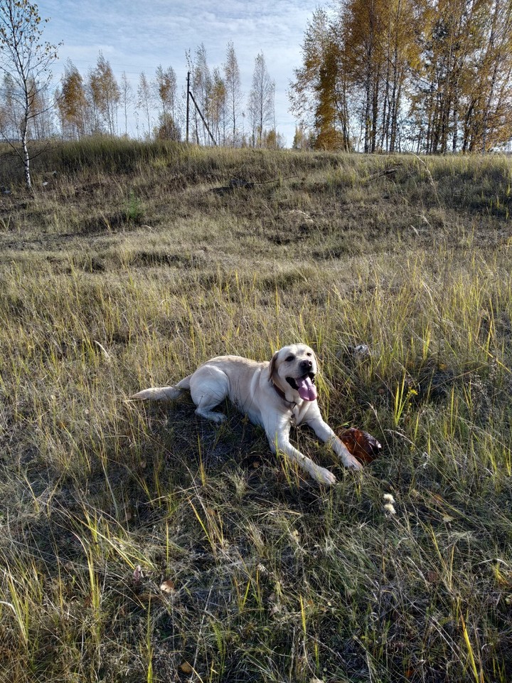 грей