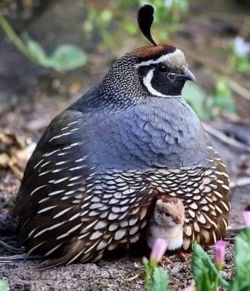 ک
