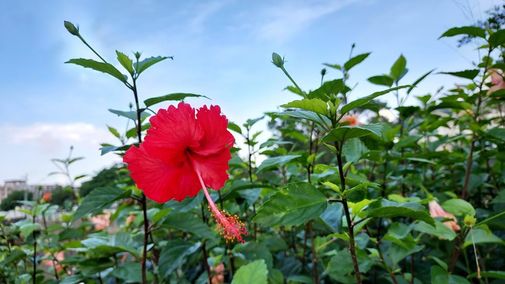 朱槿