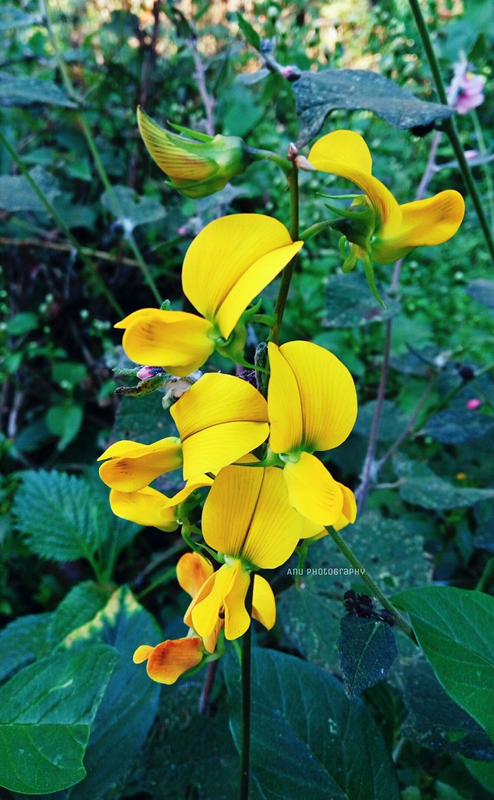 joungle flower