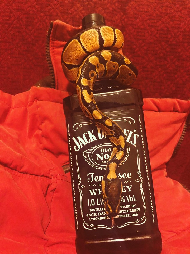 jack daniels