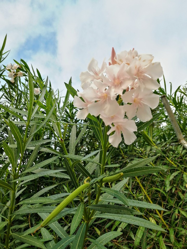 Blossom