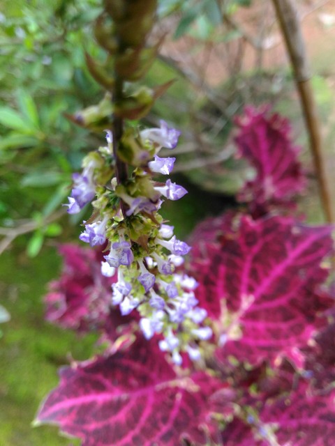plant, flower壁纸