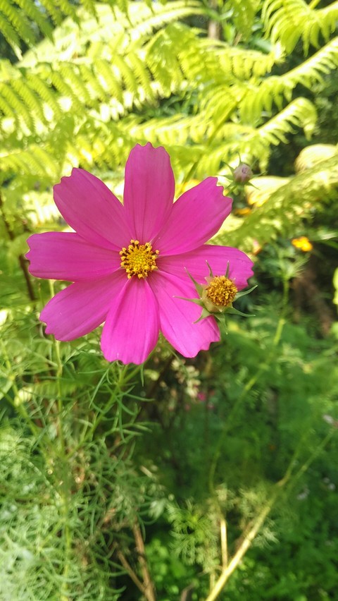 pink flower
