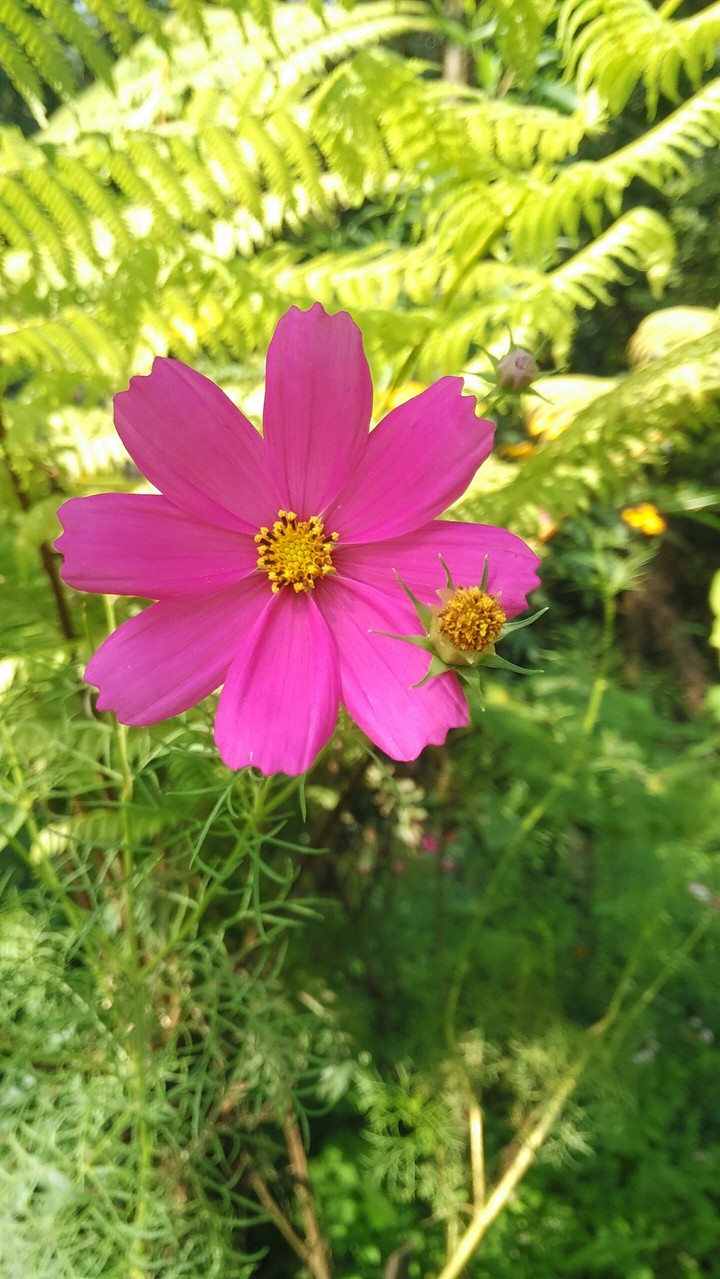 pink flower