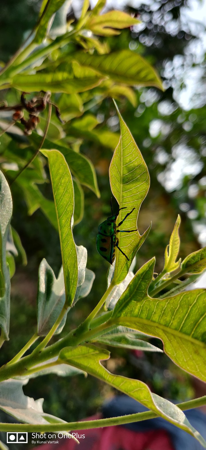Insect