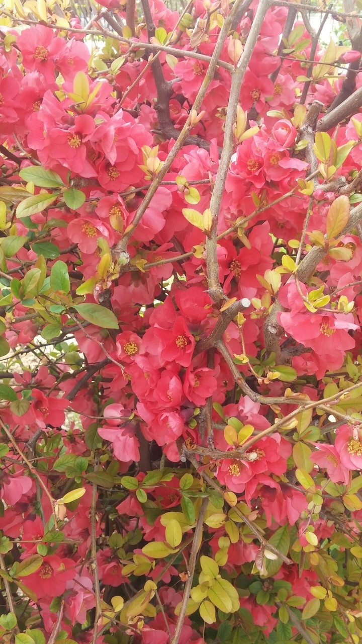 flowers