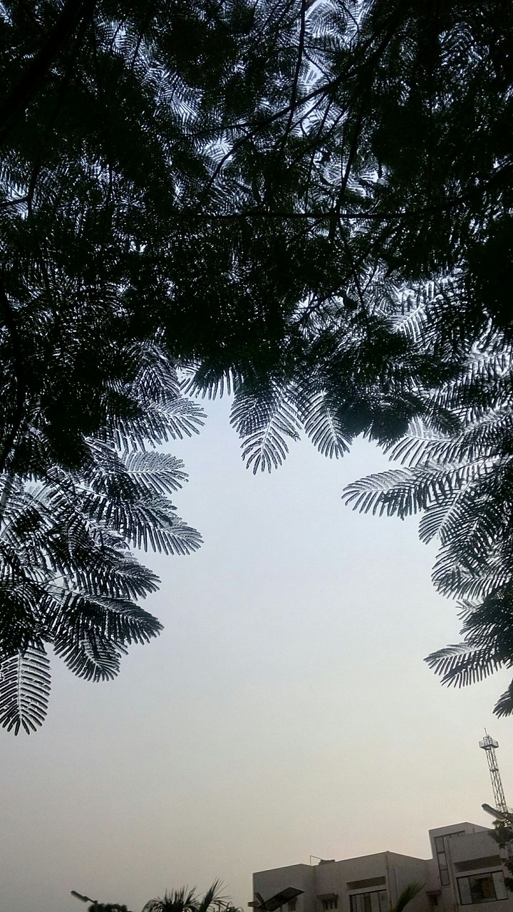 canopy