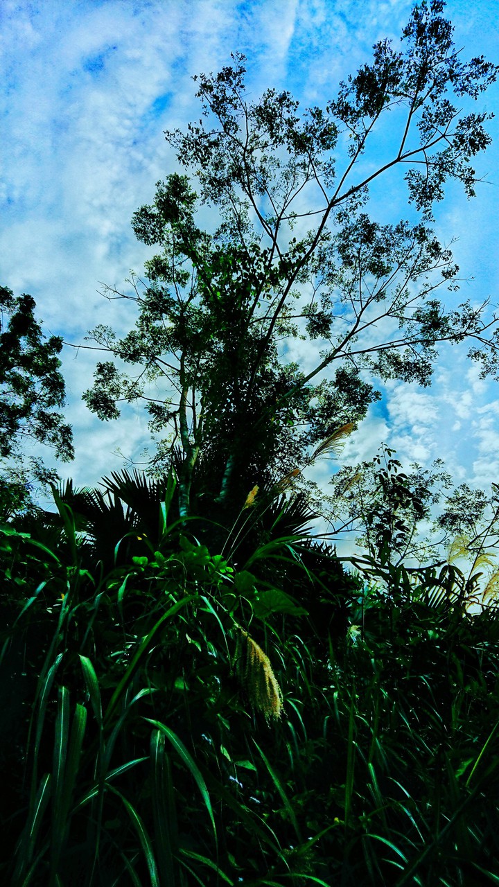 Plants