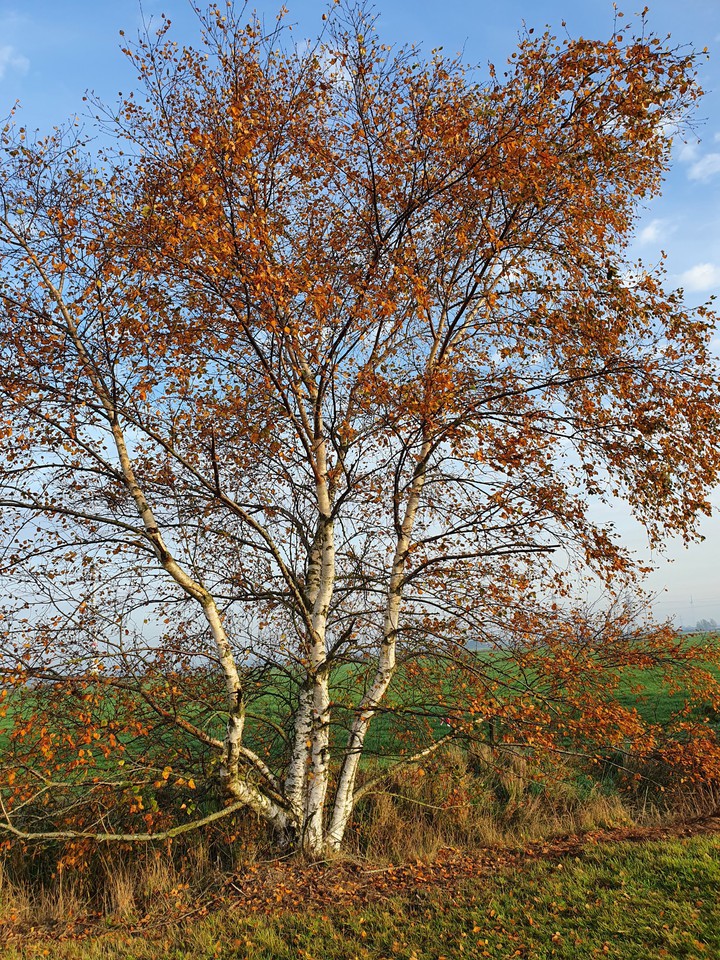 Autumn