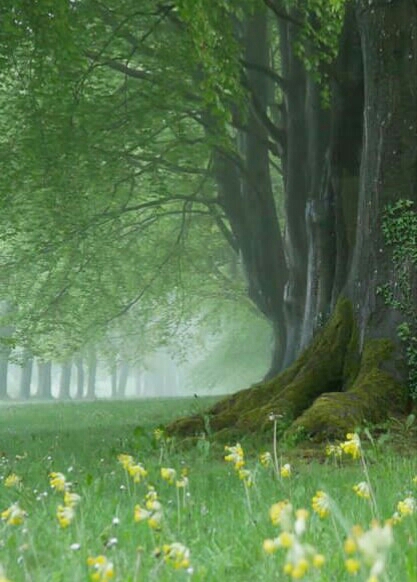 Beautiful Nature