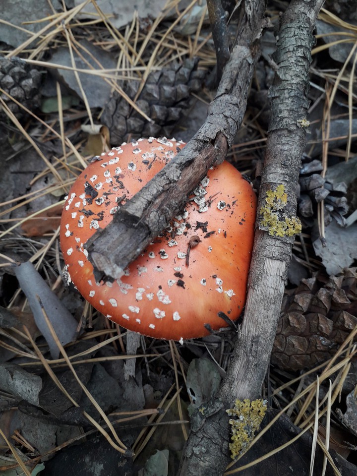 fly-agaric poison mushrooms in the fall forest