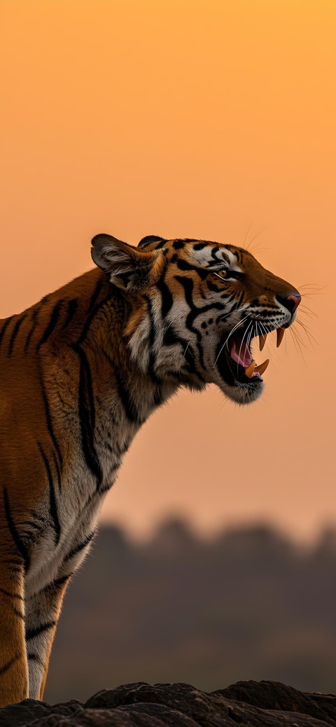 roar, panthera Hintergrundbilder