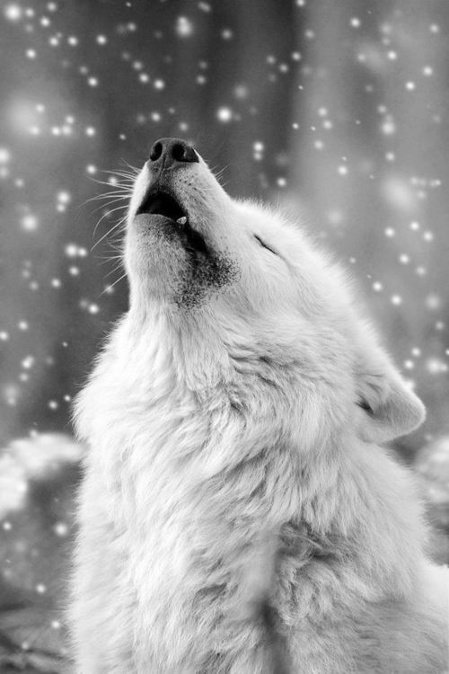 wolf