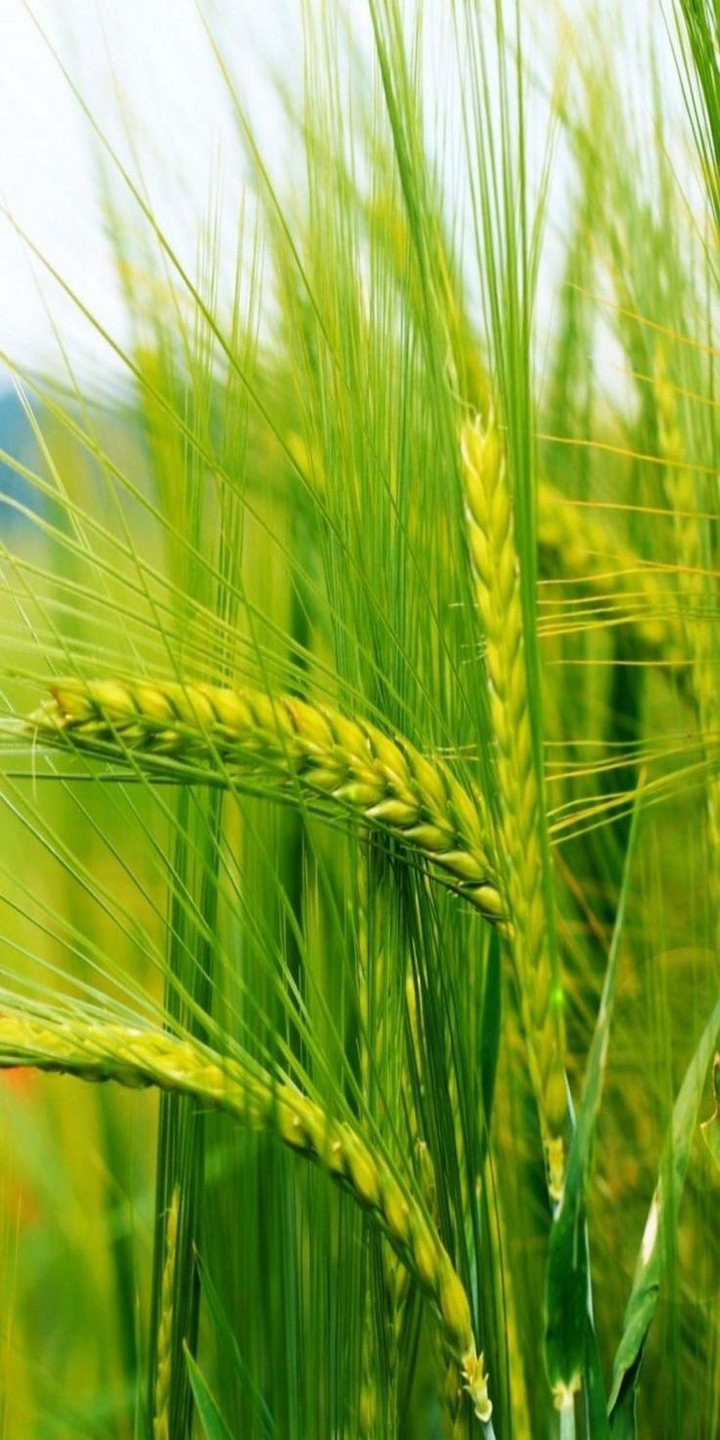 ears of wheat