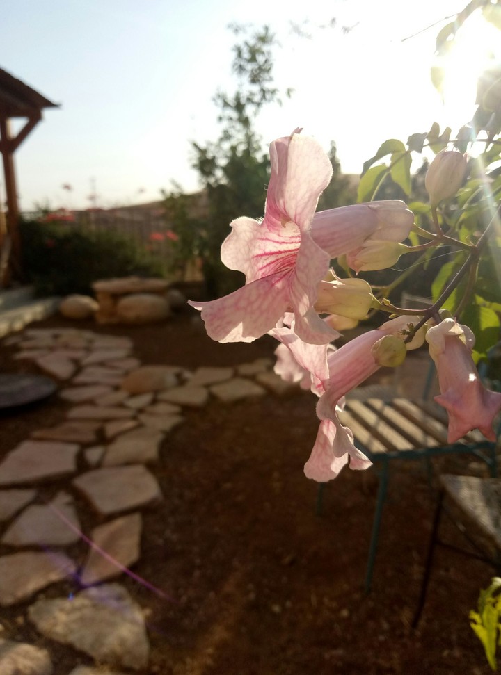 יופי מסתתר בכל הדברים