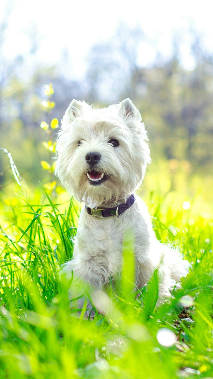 dog,cобака