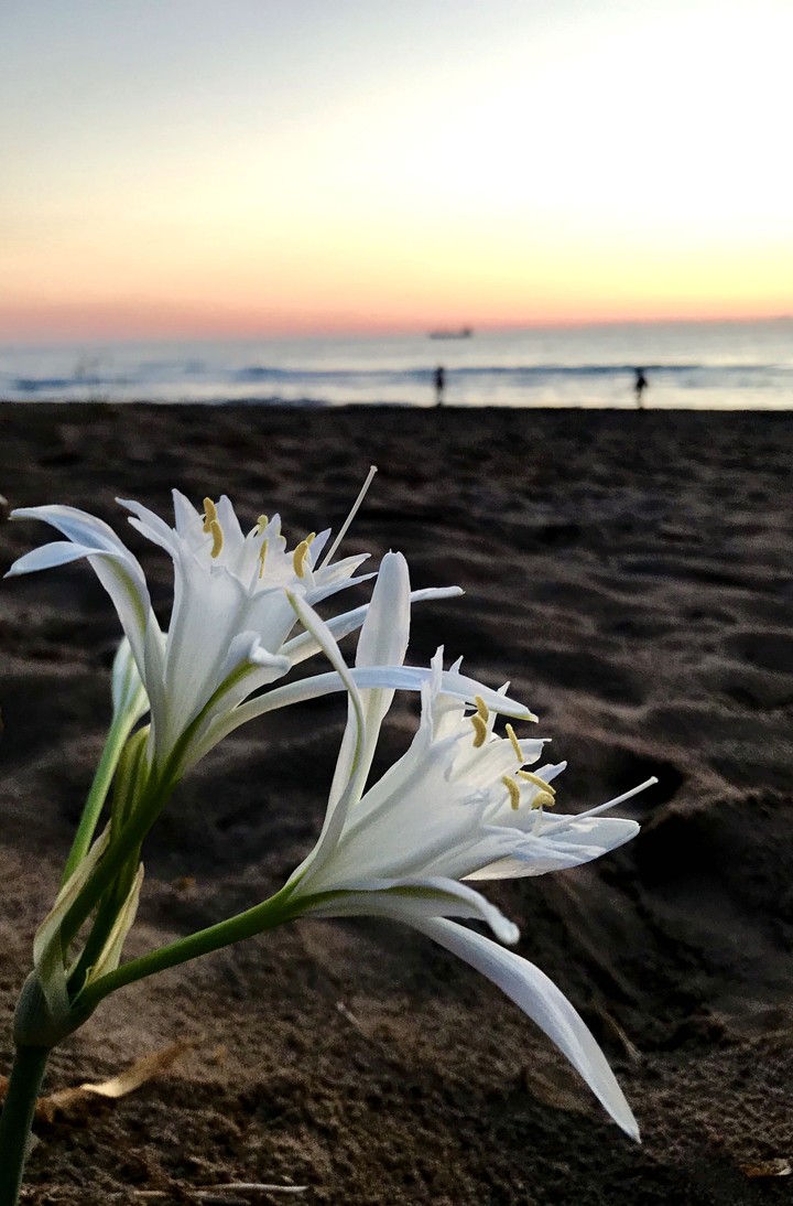 sea flowers