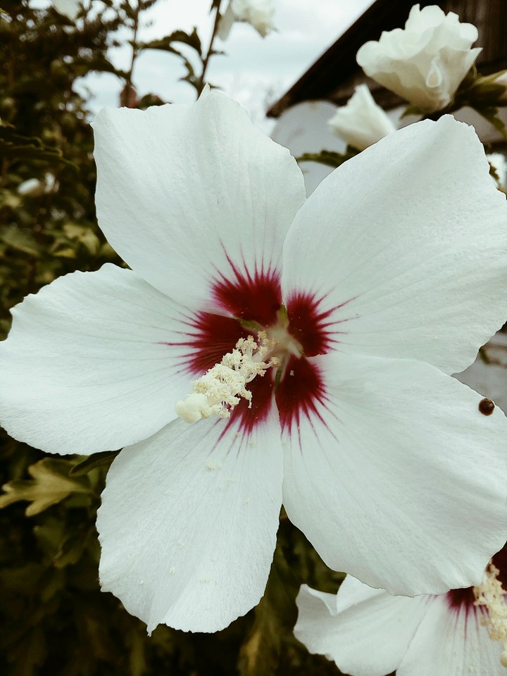beautiful flower