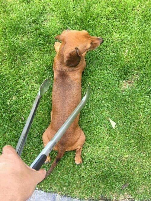 hot dog !!!!!!
